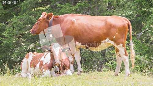 Image of Brown milk cow in a meadow of grass