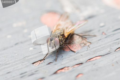 Image of Fly sitting on some old paintwork