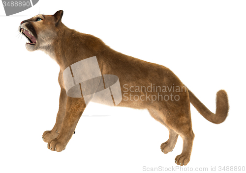 Image of Big Cat Puma