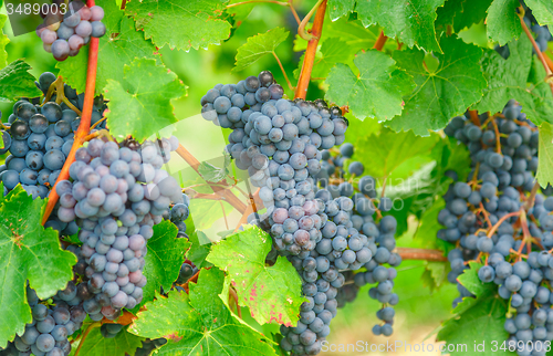 Image of Vineyard