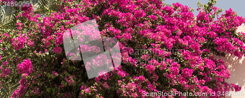 Image of Flower wall background