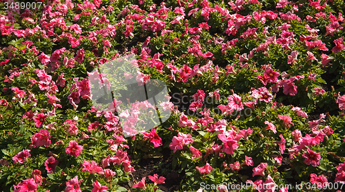 Image of Flower wall background