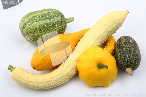 Image of Squash  and zucchini