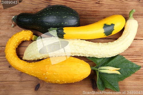 Image of Squashes  and zucchini