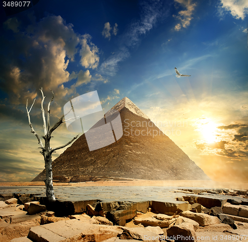 Image of Pyramid and dry tree