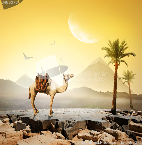 Image of Camel and moon