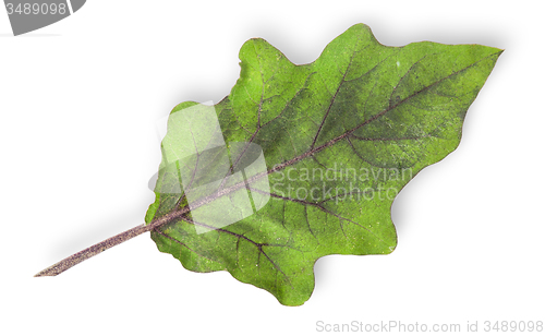 Image of Single green leaf of eggplant