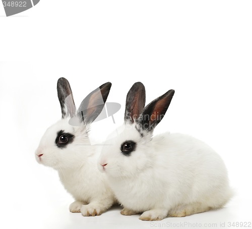 Image of twin rabbits