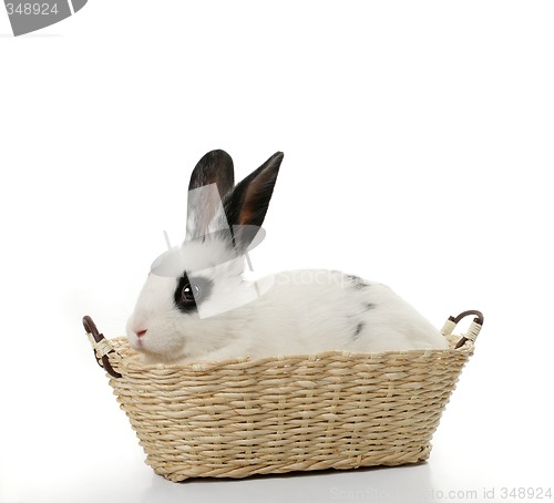 Image of cute rabbit in basket