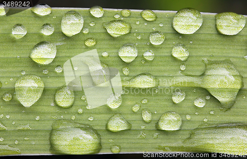 Image of Dew Drops