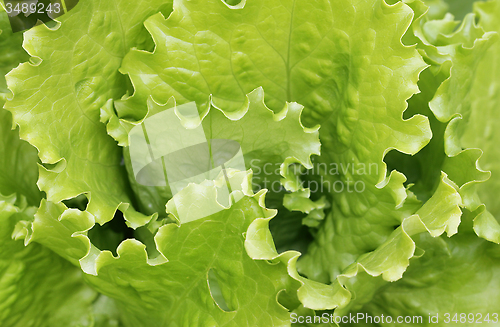 Image of Lettuce