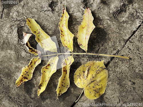 Image of Fallen Leaves