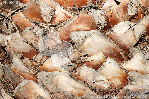 Image of Palm Tree Bark