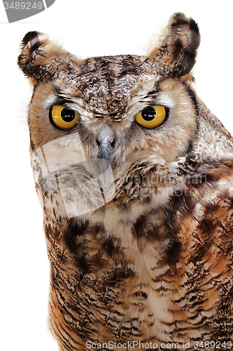 Image of Rock Eagle Owl