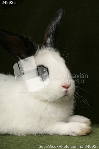 Image of rabbit portrait