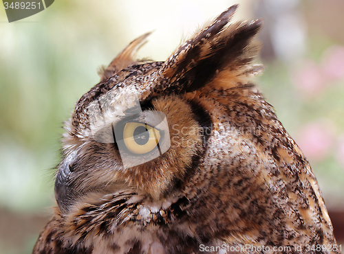 Image of Eagle-Owl