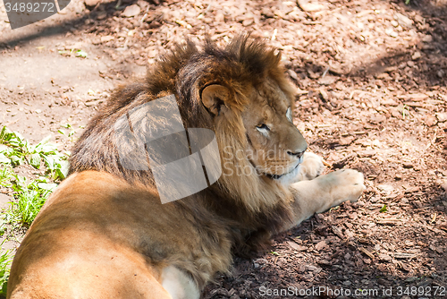 Image of Beautiful Mighty Lion