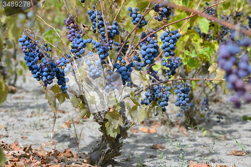 Image of purple red grapes 