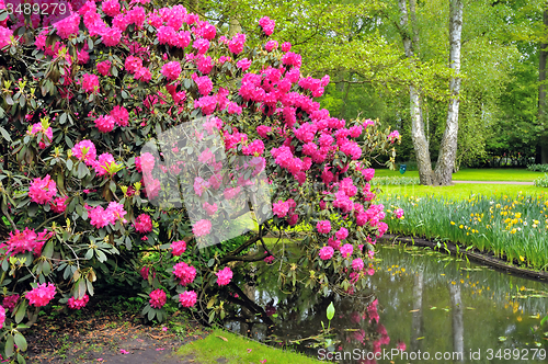 Image of Green park Keukenhof