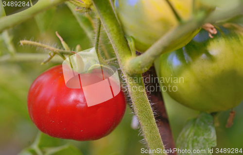 Image of fresh tomatoes plants