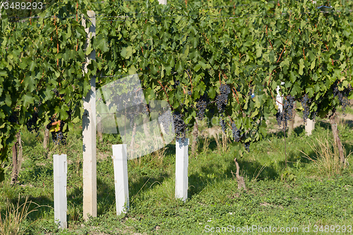 Image of Vineyards under Palava. Czech Republic