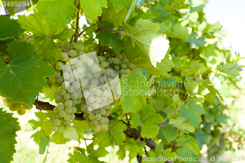 Image of grapes on Vineyards under Palava. Czech Republic