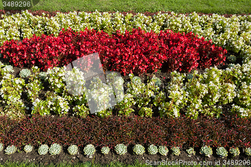 Image of flower design in garden