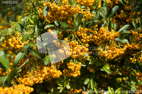 Image of Sea buckthorn branch, close-up (Hippophae rhamnoides)