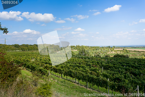 Image of Vineyards under Palava. Czech Republic