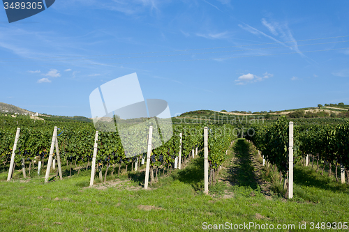 Image of Vineyards under Palava. Czech Republic