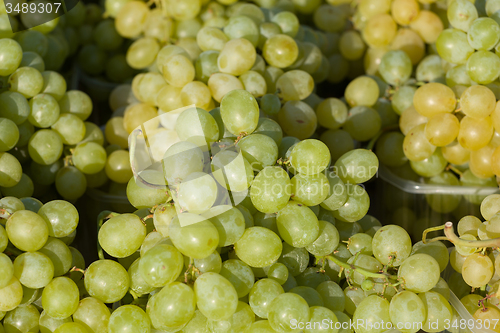 Image of harvested grapes on Vineyards