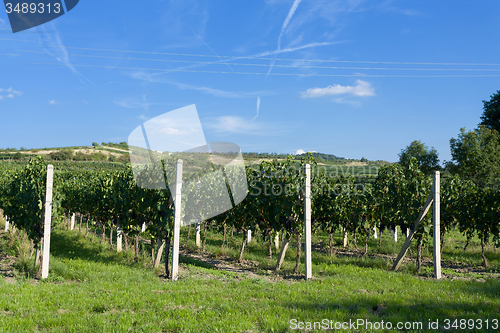 Image of Vineyards under Palava. Czech Republic