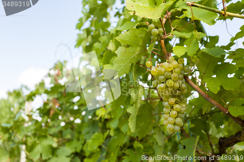 Image of grapes on Vineyards under Palava. Czech Republic
