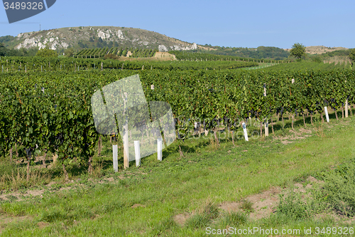 Image of Vineyards under Palava. Czech Republic