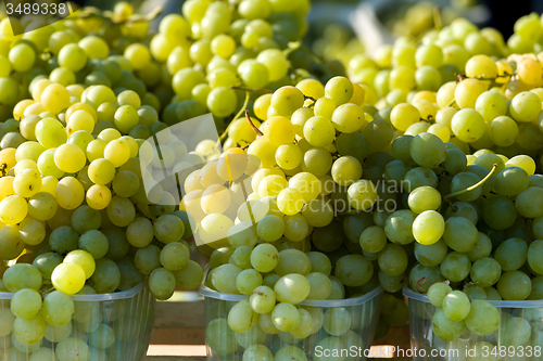 Image of harvested grapes on Vineyards