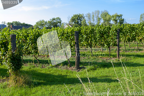 Image of Vineyards under Palava. Czech Republic