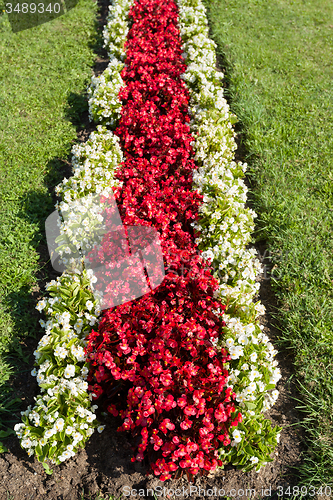 Image of flower design in garden