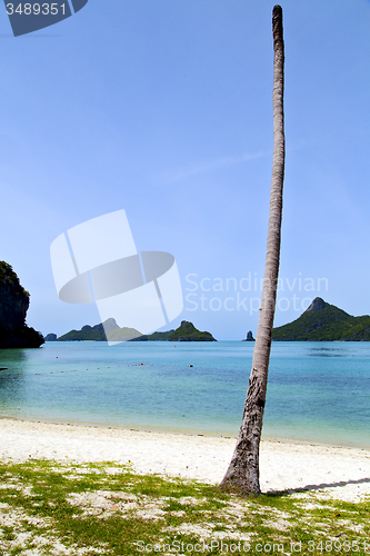 Image of asia kho phangan  isle white  beach  tree  rocks  