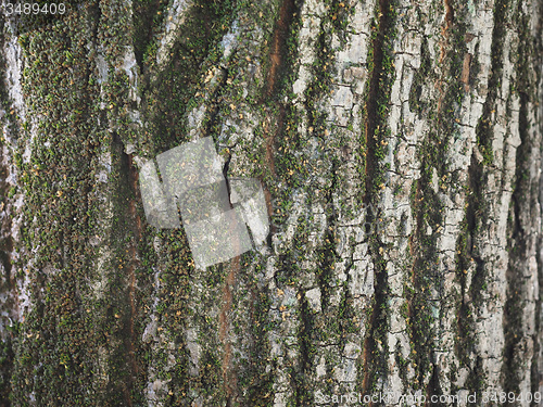 Image of Tree bark background