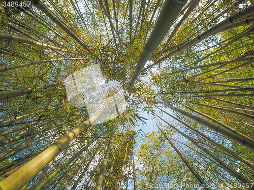 Image of Bamboo tree