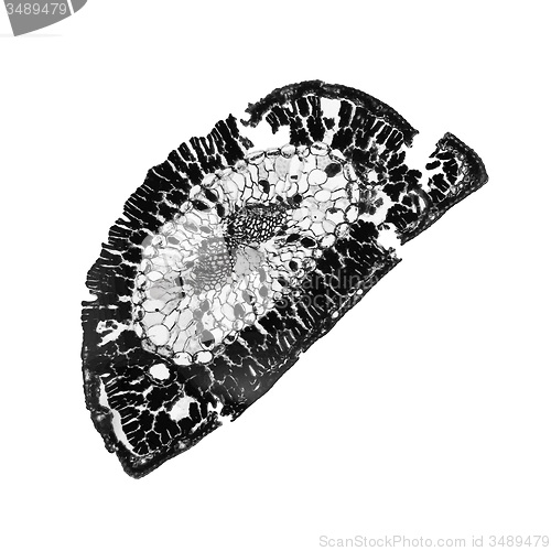 Image of Black and white Pine leaf micrograph