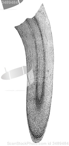 Image of Black and white Corn root tip micrograph