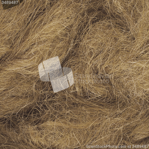 Image of Wild hair in a close-up