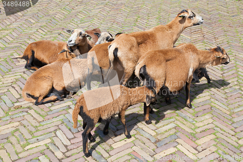 Image of Flock of goats