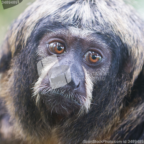 Image of Small monkey, selective focus