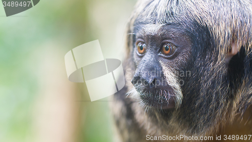 Image of Small monkey, selective focus