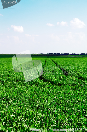 Image of  green unripe grains