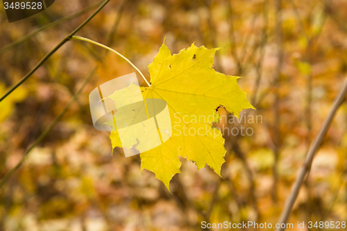 Image of   trees   in  autumn  