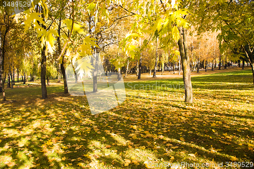 Image of   trees   in  autumn  