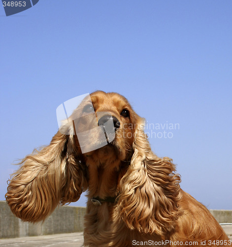 Image of cocker spaniel in blue sky